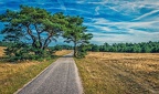 036 - arnheim - nationale park de hoge veluwe