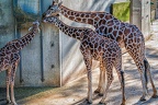 243-muenster - all-weather zoo