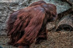 273-muenster - all-weather zoo
