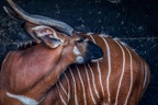 043-duisburg zoo
