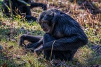 053-duisburg zoo