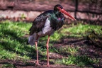 095-duisburg zoo