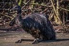 135-duisburg zoo