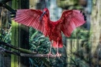 314-duisburg zoo