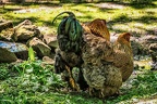 131-oberhausen-duisburg-animal park in the kaisergarten - brahma