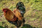 138-oberhausen-duisburg-animal park in the kaisergarten - brahma