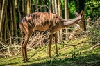 060-osnabrueck zoo