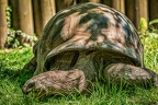 113-osnabrueck zoo