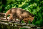 149-osnabrueck zoo