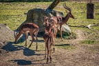 222-osnabrueck zoo