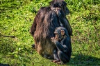232-osnabrueck zoo