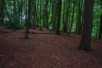 018-lohmar-forest