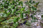 0025-botanical garden bochum university