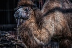 0013-duisburg zoo