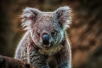 0022-duisburg zoo