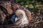 0047-duisburg zoo