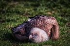 0050-duisburg zoo