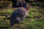 0052-duisburg zoo