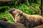0092-osnabrueck zoo