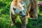 0098-osnabrueck zoo