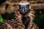 0119-osnabrueck zoo