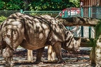 0272 - vienna - castle schoenbrunn zoo
