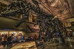 1808 - natural history museum vienna