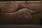 1813 - natural history museum vienna