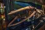 1891 - natural history museum vienna