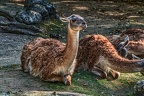 022-dortmund zoo