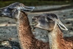 036-dortmund zoo