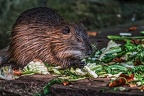 039-dortmund zoo