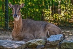 064-dortmund zoo