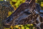 095-dortmund zoo