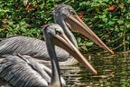 028-duisburg zoo