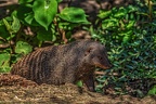 083-duisburg zoo
