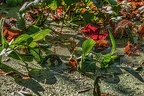 037-botanical garden bochum university