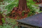 0246-bochum botanical garden
