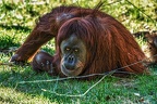 0191-dortmund zoo