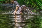 021-pelicans