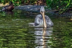 034-pelicans