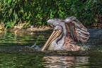 042-pelicans