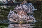 056-pelicans