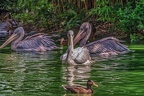 0001-pelicans