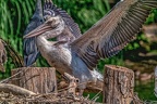 0032-pelicans