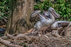 0062-pelicans