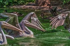 0104-pelicans
