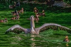 0141-pelicans