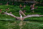 0163-pelicans