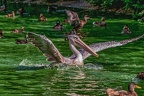 0166-pelicans